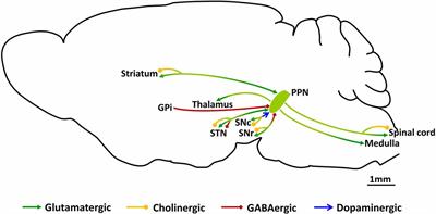 The PPN and motor control: Preclinical studies to deep brain stimulation for Parkinson’s disease